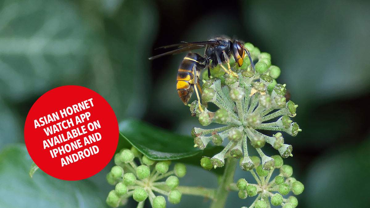 Asian hornet sighted in south hampshire news image Asian hornet sighted in south hampshire news image